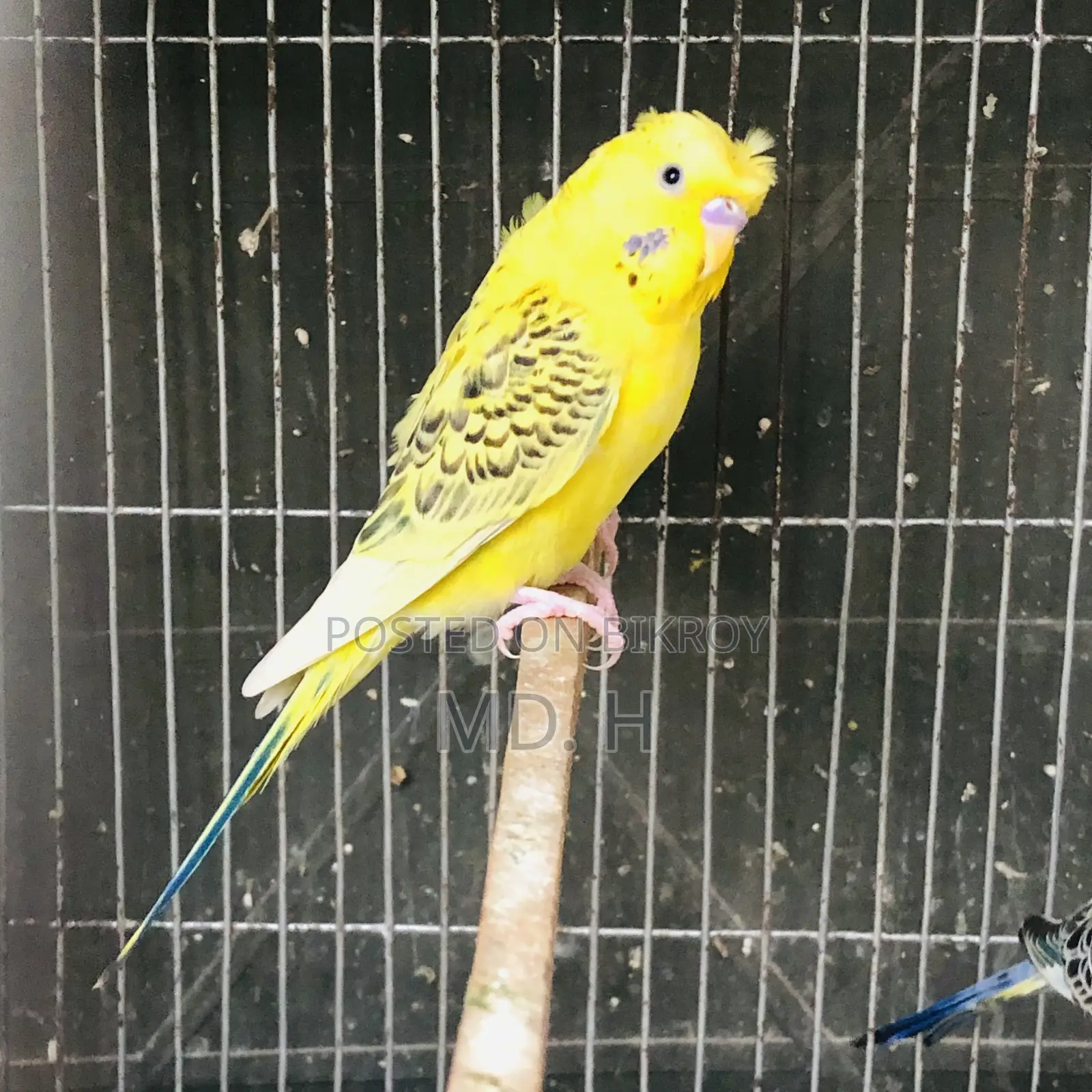 TCB Crested JP Male