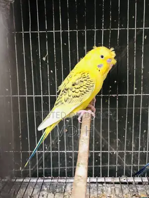 TCB Crested JP Male