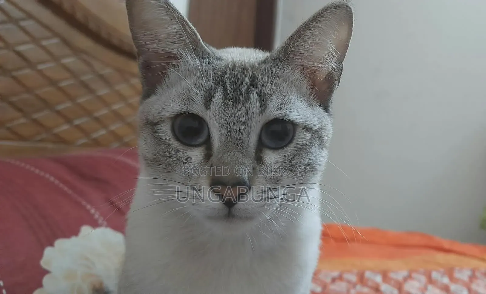 ৬-১২ মাস বয়সী মেয়ে মিশ্র জাতের সিয়ামিজ