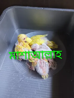 Tame Size Budgerigar Baby Bird