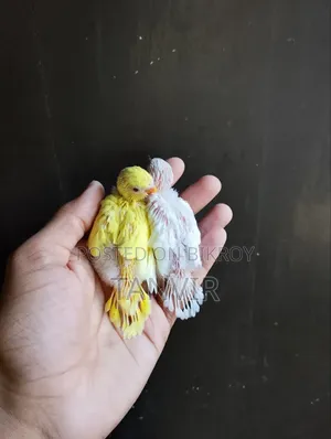 Tame Size Budgerigar Baby Bird