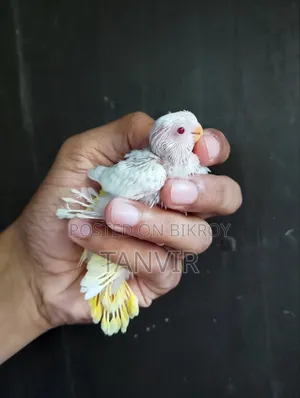 Tame Size Budgerigar Baby Bird