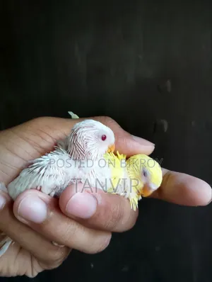 Tame Size Budgerigar Baby Bird