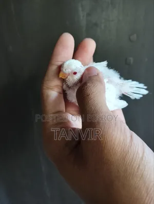 Tame Size Budgerigar Baby Bird