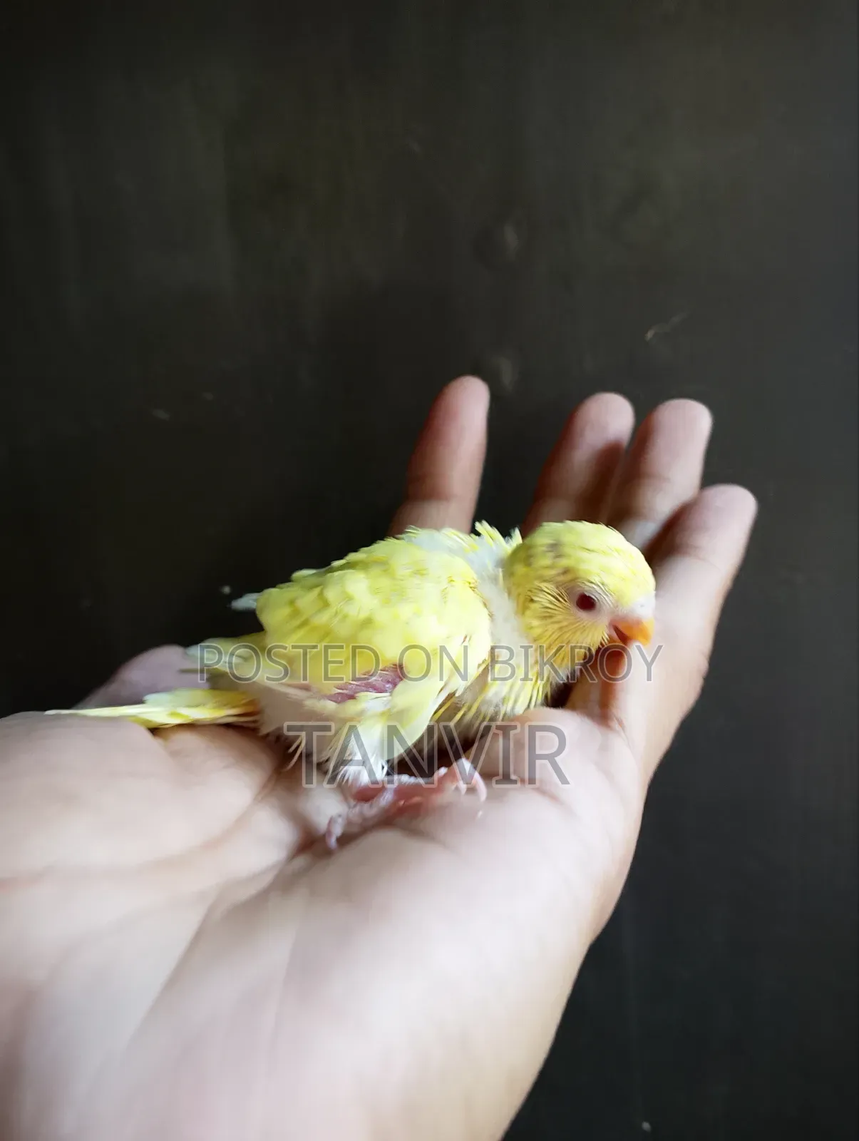 Tame Size Budgerigar Baby Bird
