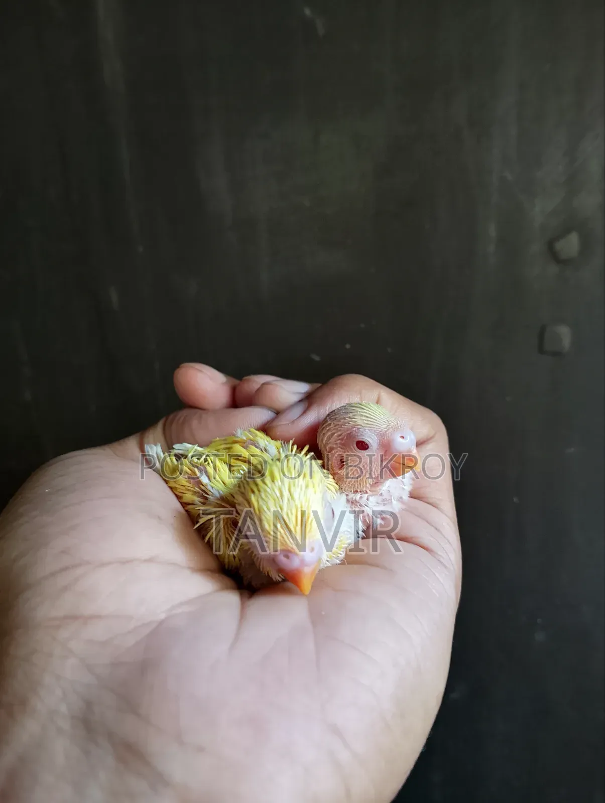 Tame Size Budgerigar Baby Bird