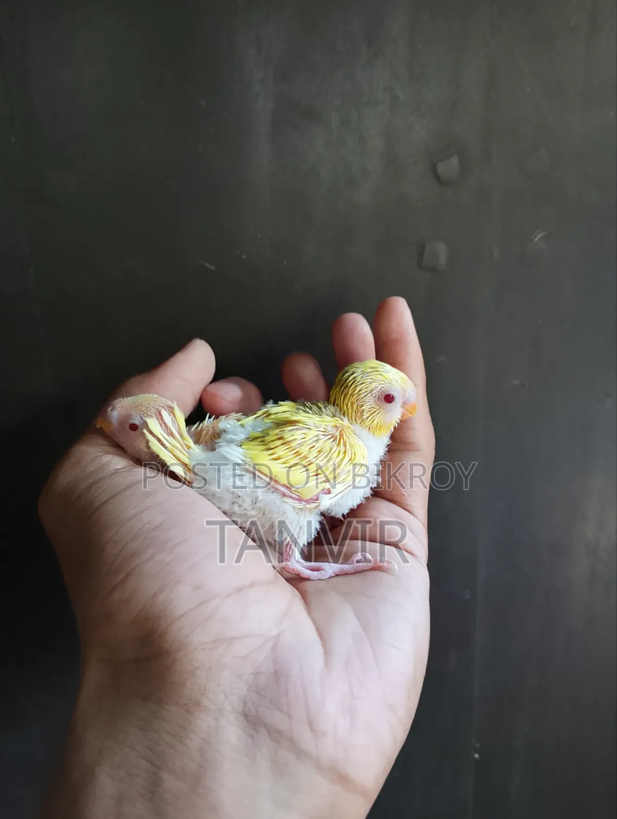 Tame Size Budgerigar Baby Bird