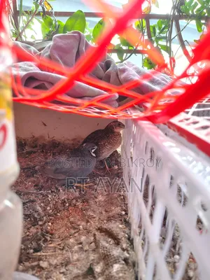 King Quail