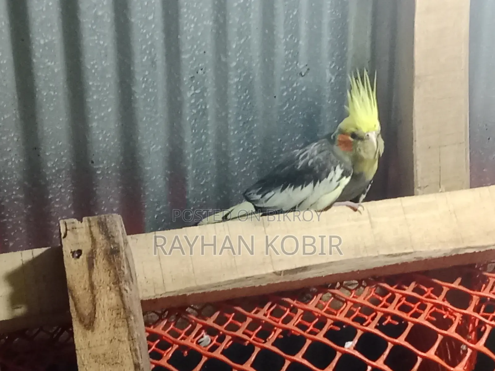 Cockatiel Bird