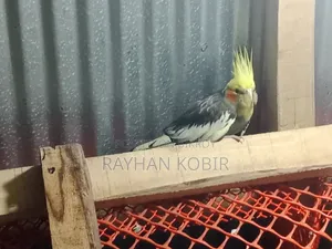 Cockatiel Bird