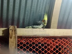 Cockatiel Bird