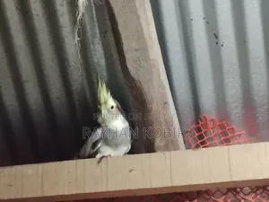 Cockatiel Bird