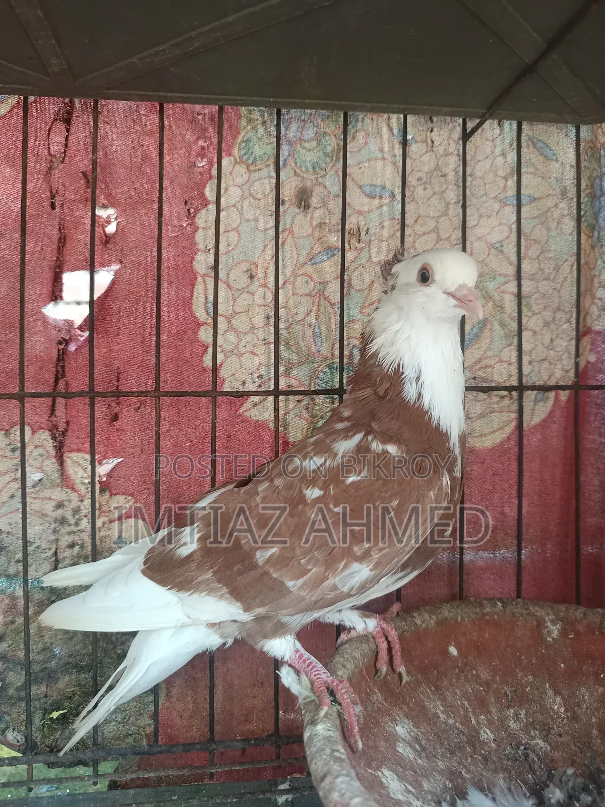 লাল গররা নর
