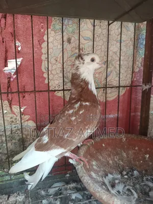 লাল গররা নর