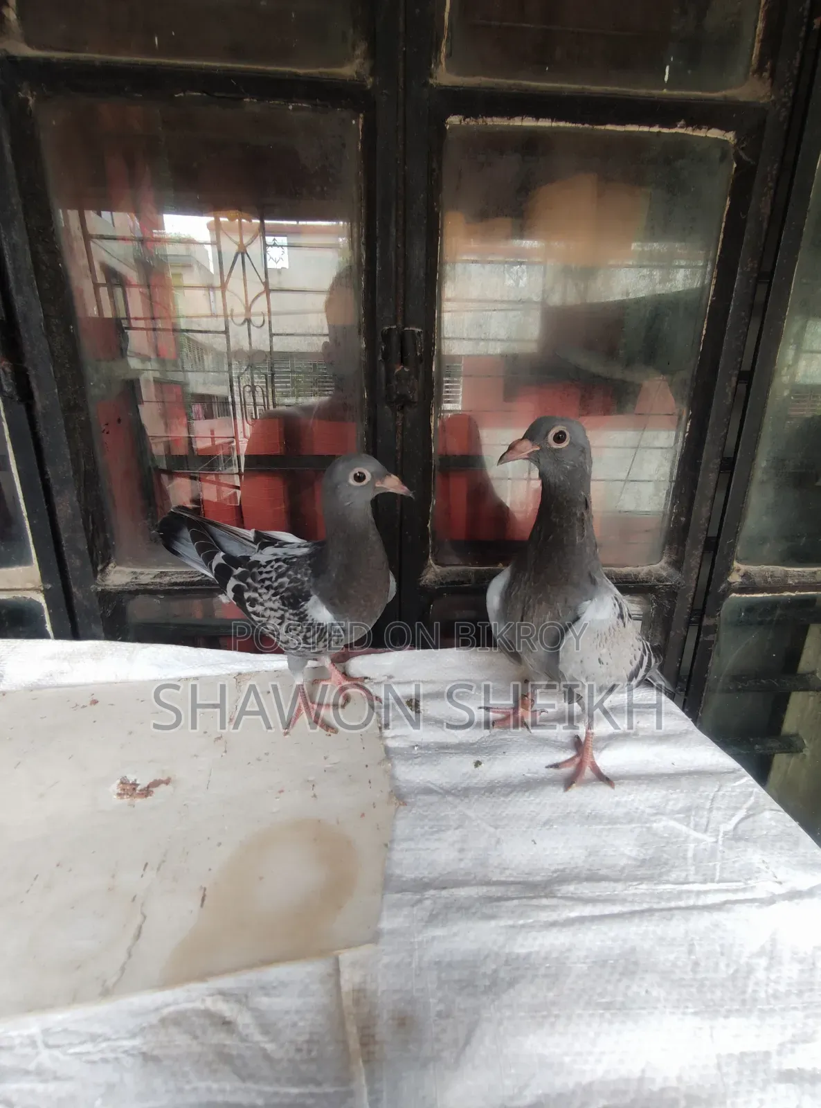 এক জোড়া বাচ্চা