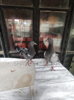 এক জোড়া বাচ্চা