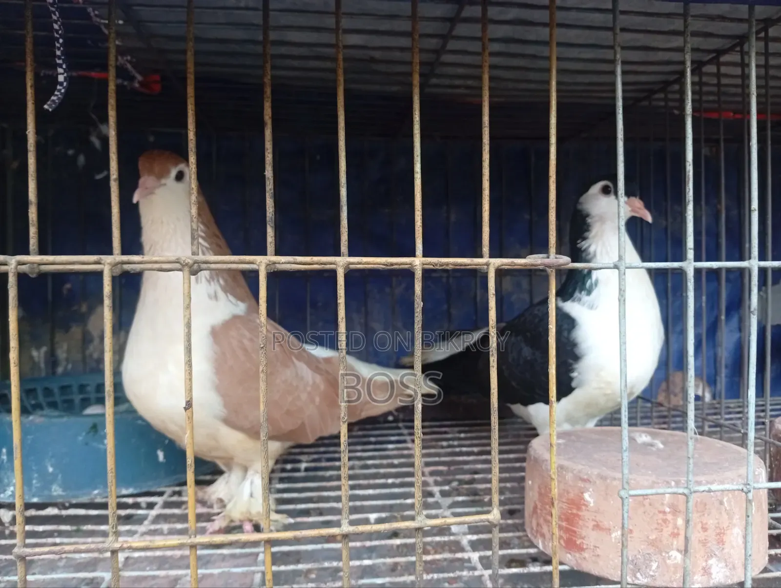 রানিং জোড়া