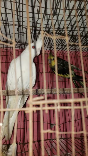 Pair of Running Cockatiels