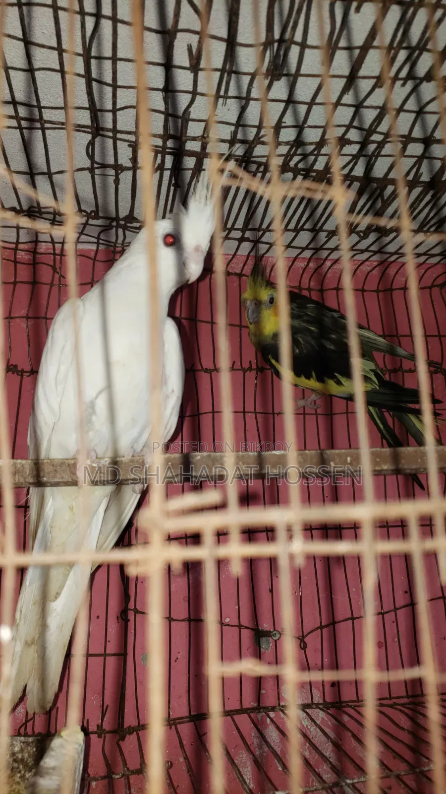 Pair of Running Cockatiels