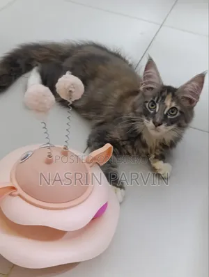 ১-৩ মাসের ফিমেল পিউরব্রেড মেইন কুন