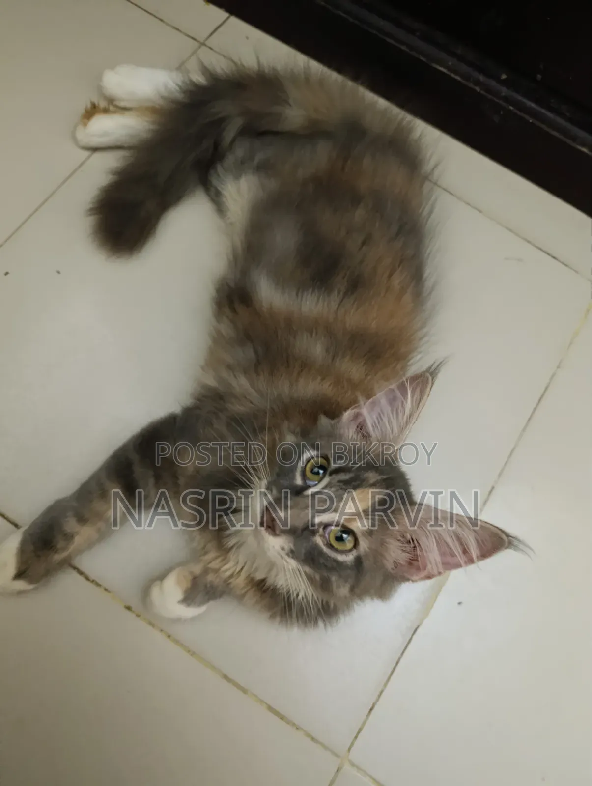 ১-৩ মাসের ফিমেল পিউরব্রেড মেইন কুন