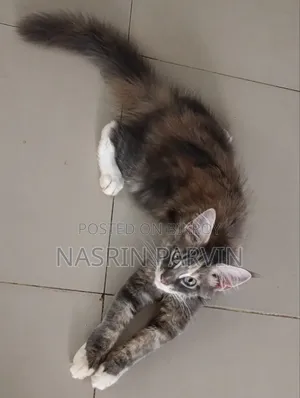 ১-৩ মাসের ফিমেল পিউরব্রেড মেইন কুন
