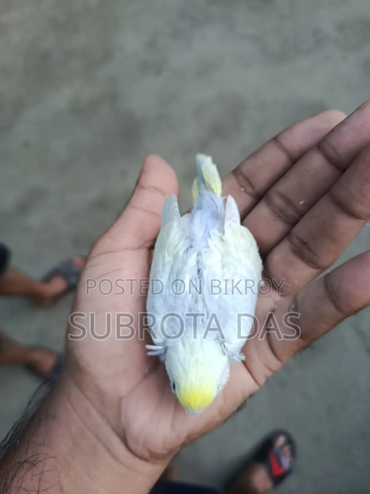 Yellow Face Rainbow Tame Size Baby Bird