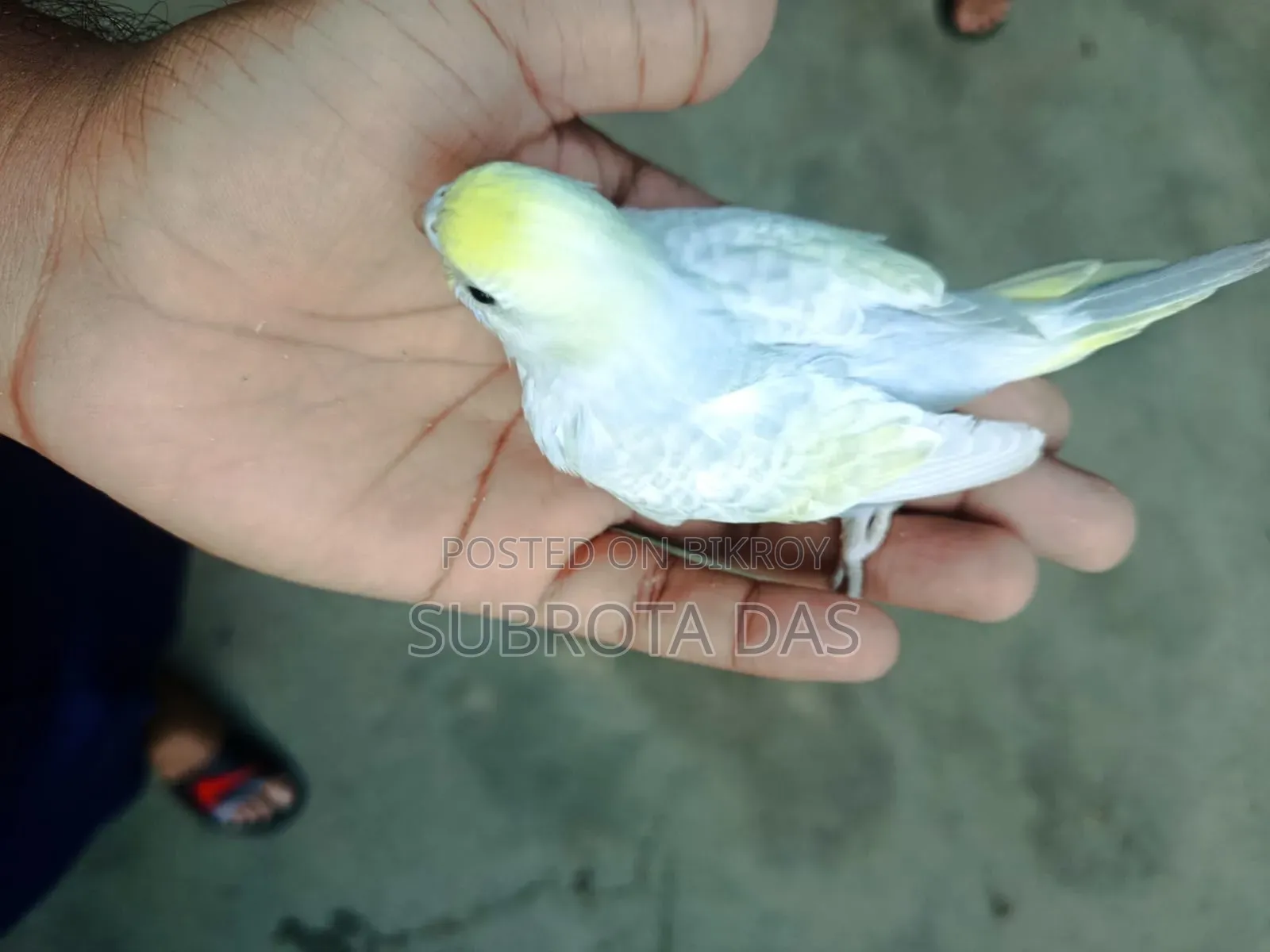 Yellow Face Rainbow Tame Size Baby Bird