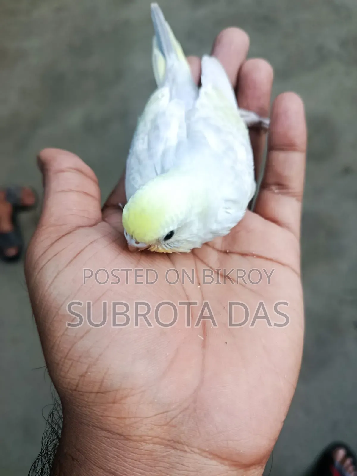 Yellow Face Rainbow Tame Size Baby Bird