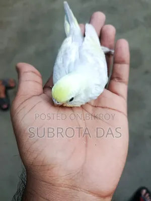 Yellow Face Rainbow Tame Size Baby Bird