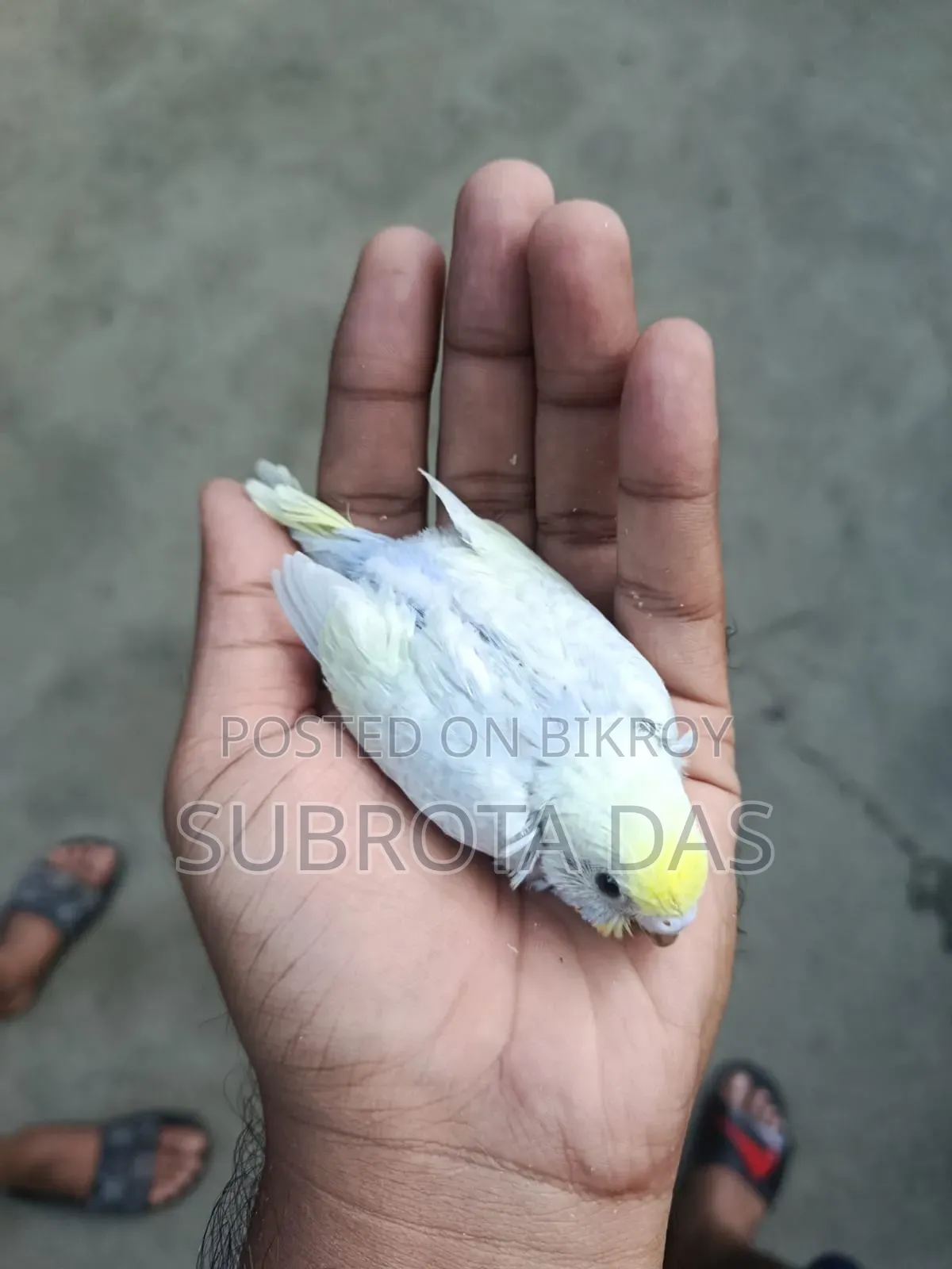Yellow Face Rainbow Tame Size Baby Bird