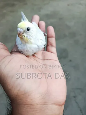 Yellow Face Rainbow Tame Size Baby Bird
