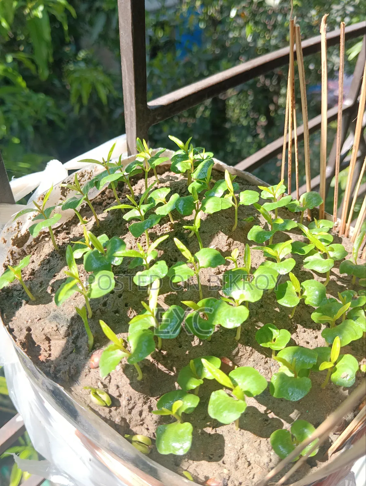 Pomegranate Sapling Seeds