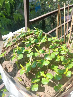 ডালিম চারা বীজ