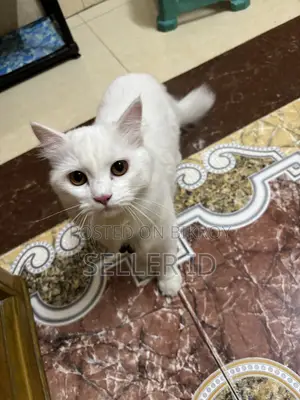 6-12 Months Male Purebred Persian