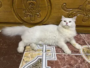 6-12 Months Male Purebred Persian