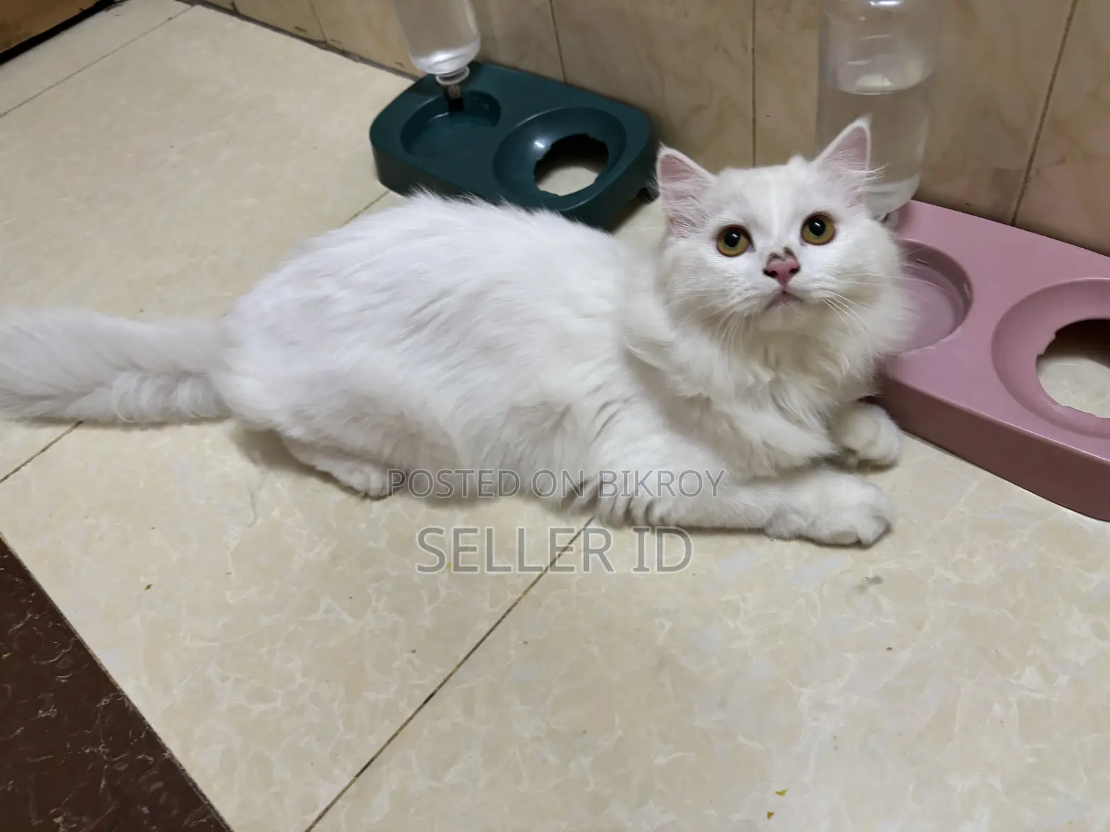 6-12 Months Male Purebred Persian