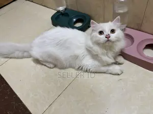 6-12 Months Male Purebred Persian