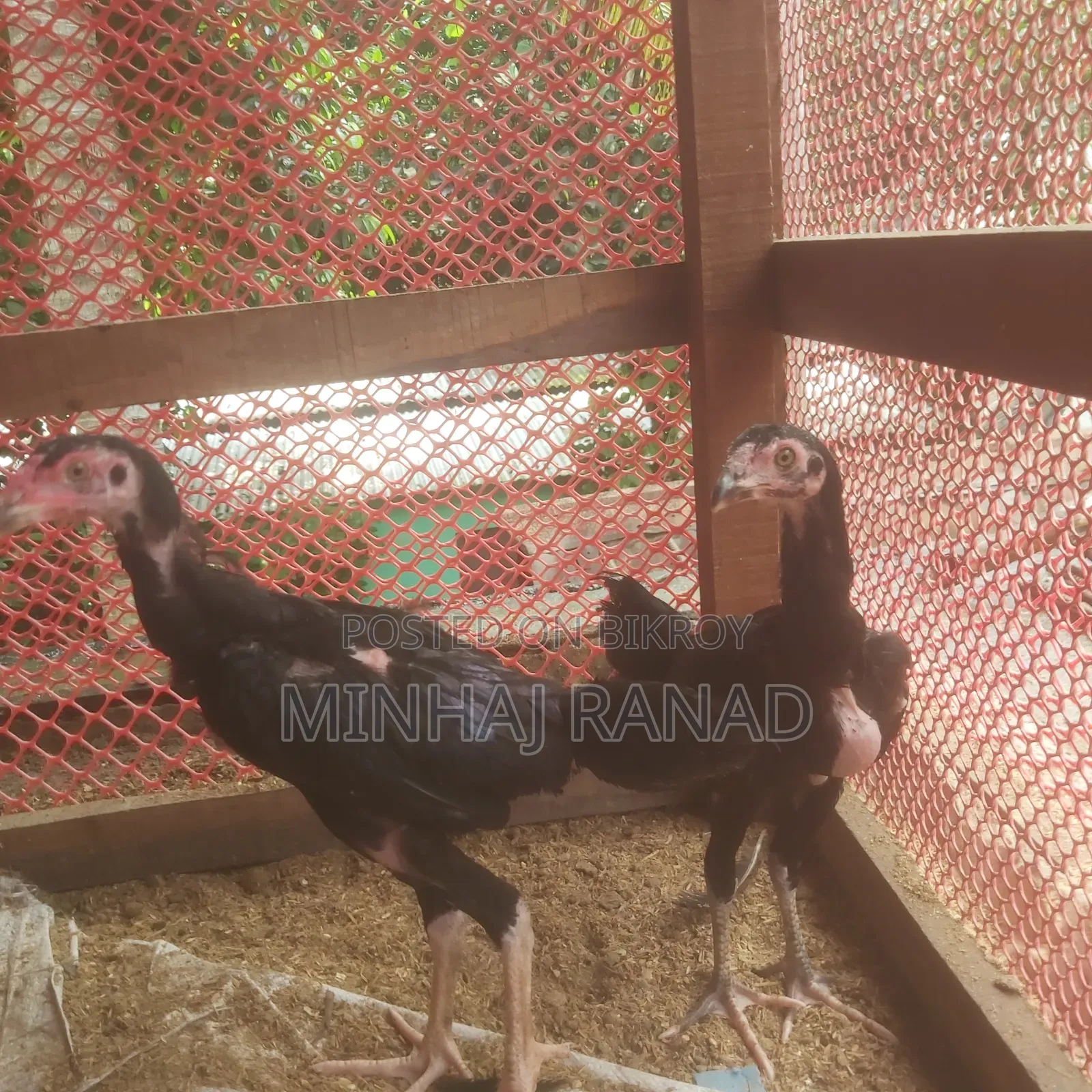 ১ জোড়া আসিল ফাইটার