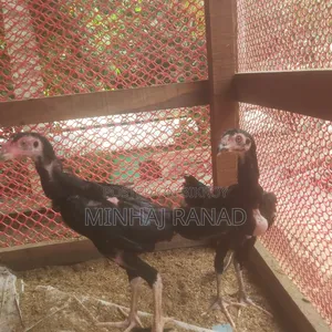 ১ জোড়া আসিল ফাইটার
