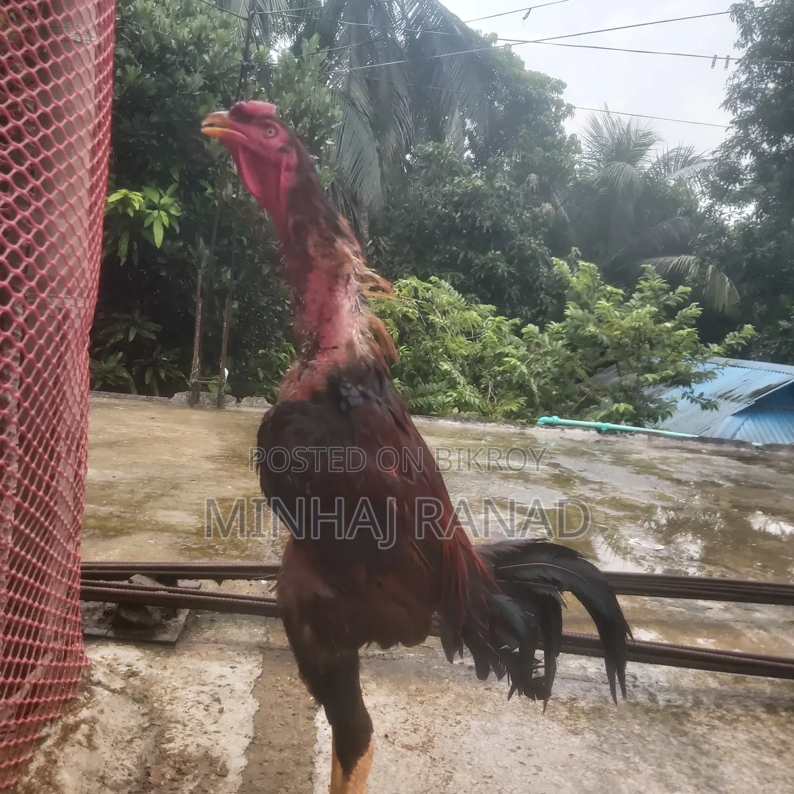 ১ জোড়া আসিল ফাইটার