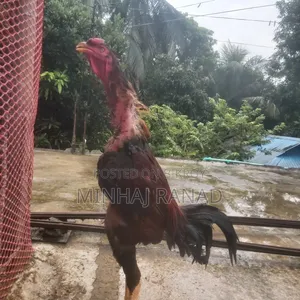 ১ জোড়া আসিল ফাইটার