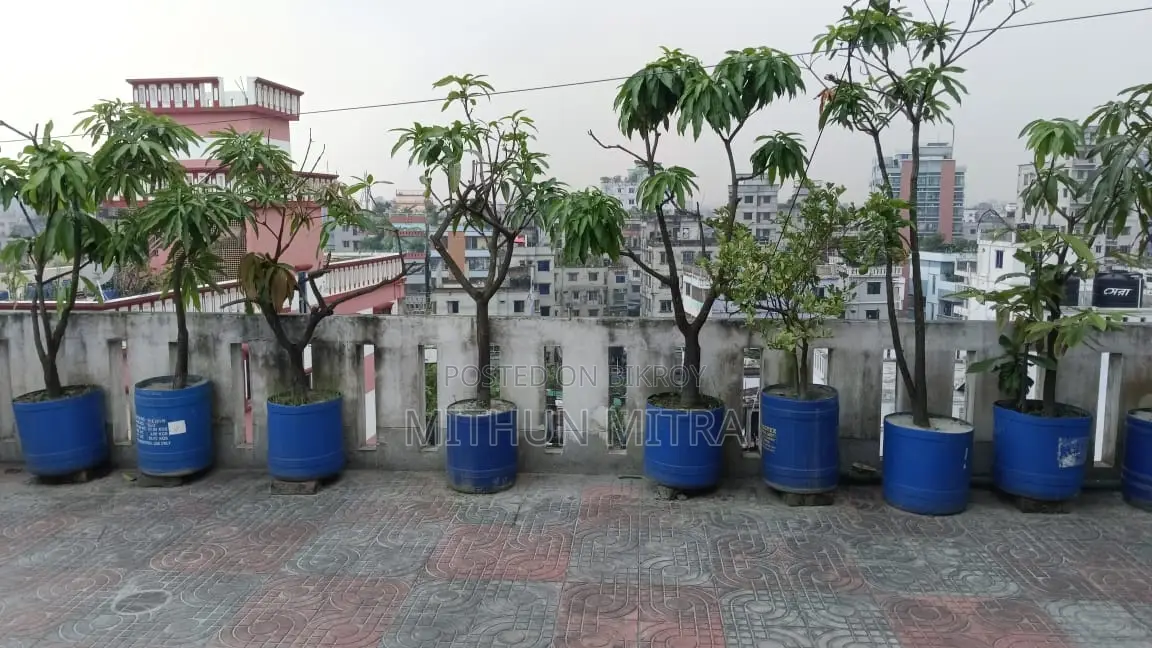 বিভিন্ন ফলের গাছ বিক্রি হবে