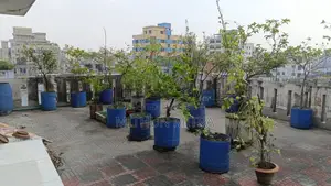 বিভিন্ন ফলের গাছ বিক্রি হবে