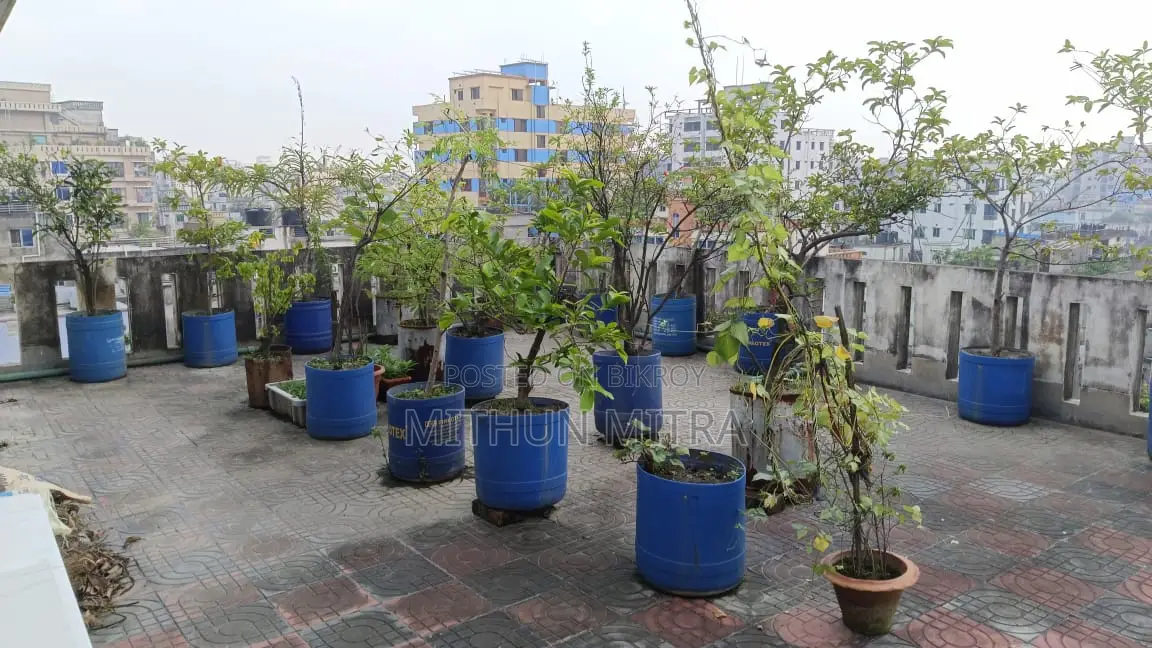বিভিন্ন ফলের গাছ বিক্রি হবে