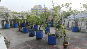 বিভিন্ন ফলের গাছ বিক্রি হবে