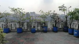 বিভিন্ন ফলের গাছ বিক্রি হবে