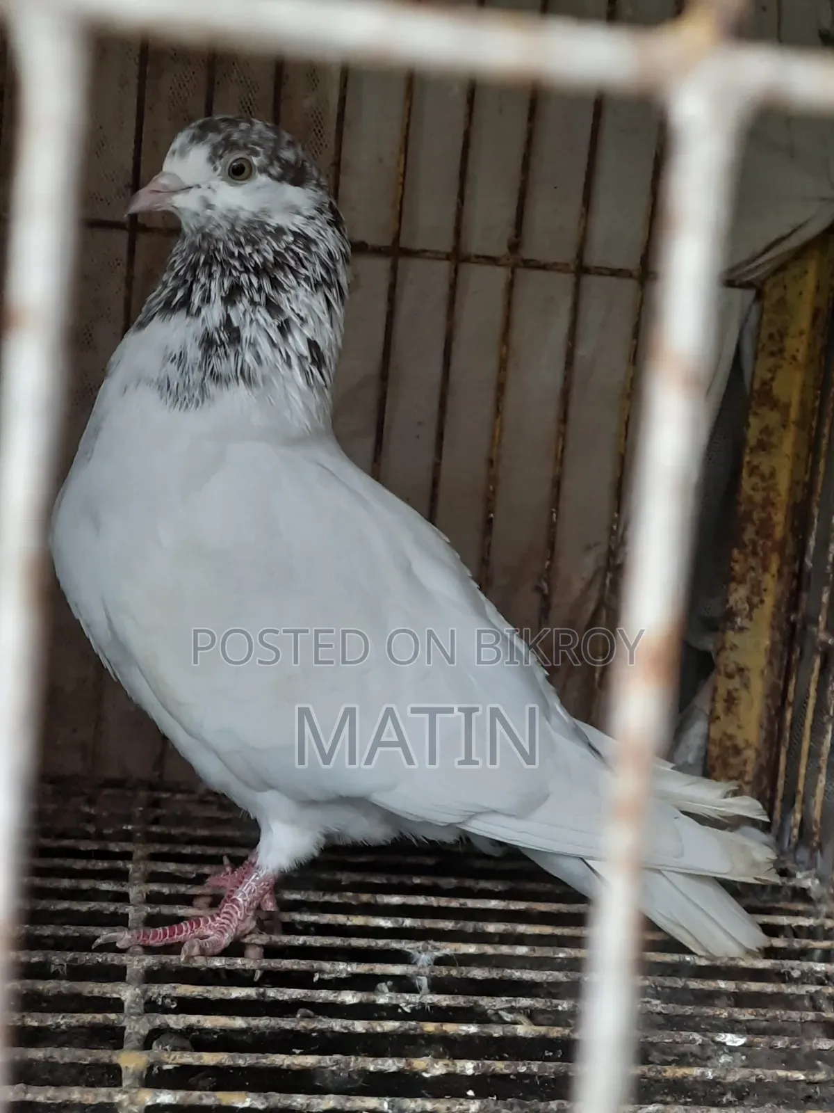 1 Pcs Female Pigeon