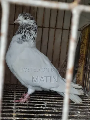 1 Pcs Female Pigeon