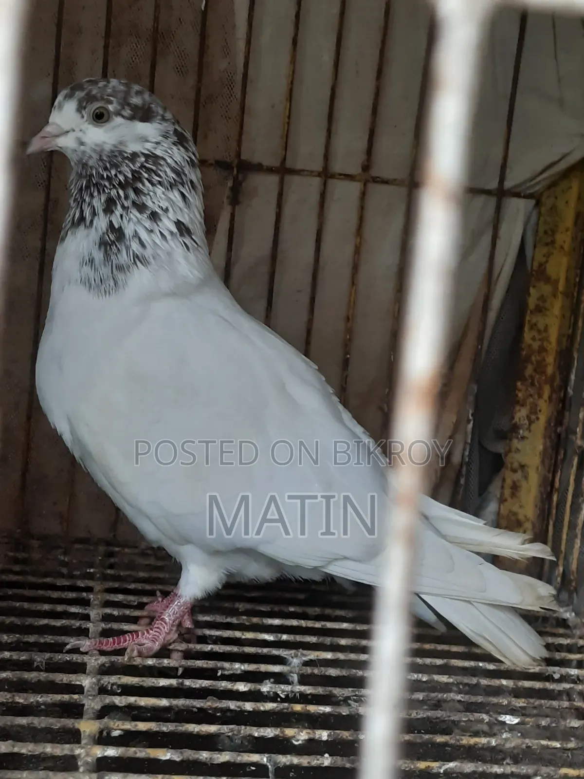 1 Pcs Female Pigeon